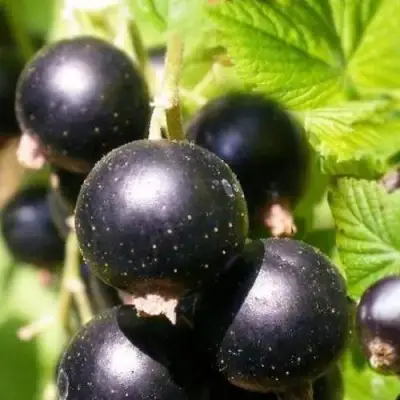 Смородина черная ЧЕРНООКАЯ в Слониме