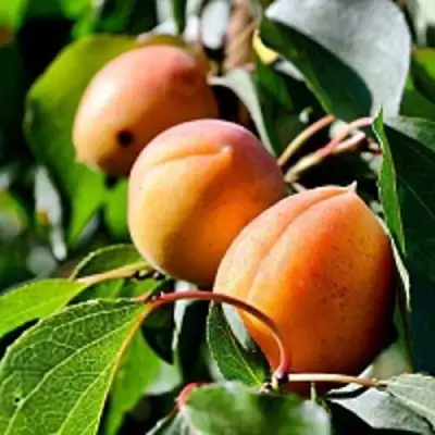 Абрикос БАЙ в Слониме
