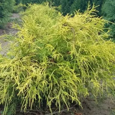 Кипарисовик ФИЛИФЕРА АУРЕА горохоплодный в Слониме