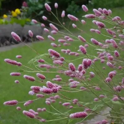 Кровохлебка РОК ЭНД РОЛЛ в Слониме