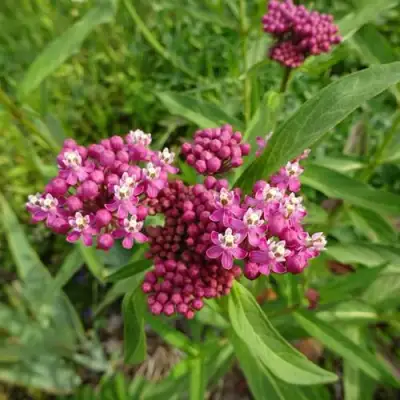 Ваточник МЯСО-КРАСНЫЙ в Слониме