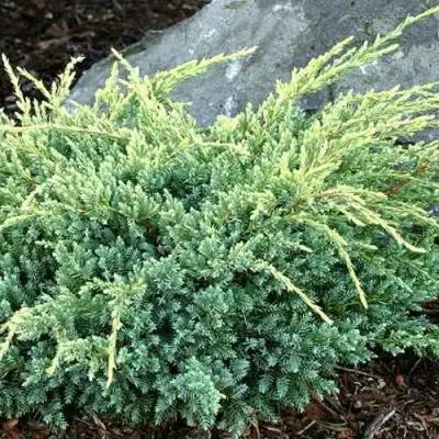 Можжевельник ХОЛГЕР чешуйчатый в Слониме