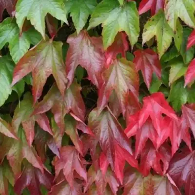 Девичий виноград тройчатый ВИЧИ в Слониме