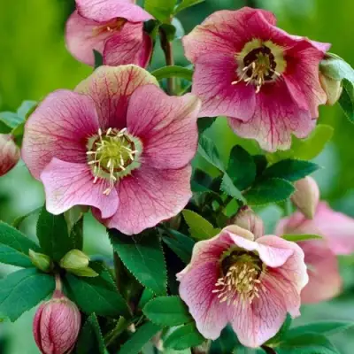 Морозник ВОСТОЧНЫЙ в Слониме