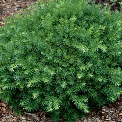 Тис ХИКСИ средний в Слониме