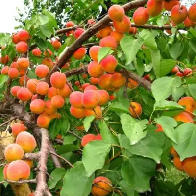 Абрикос ОТБОР АСТАХОВА в Слониме