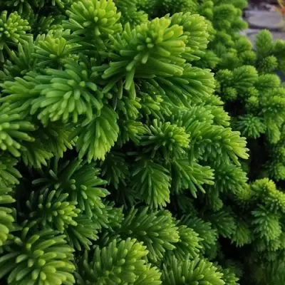 Ель ЛИТЛ ДЖЕМ обыкновенная в Слониме