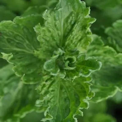 Мята КРИСПА в Слониме