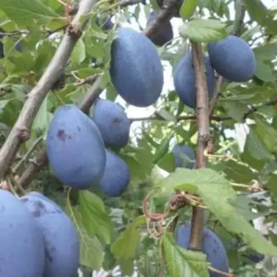 Слива ГИЛЬБЕРТ в Слониме