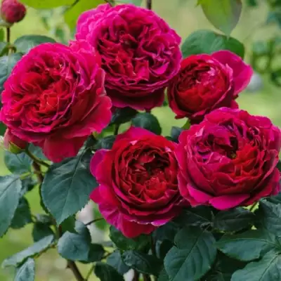 Роза КЕЙТ английская в Слониме