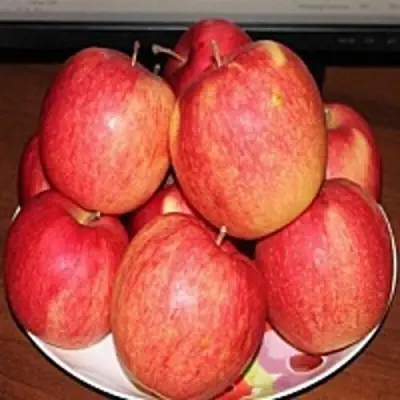 Яблоня ЛИГОЛ в Слониме