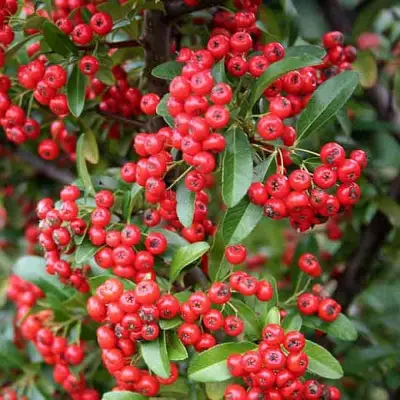 Пираканта РЕД КУИШОН в Слониме