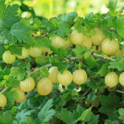 Крыжовник БЕРИЛЛ в Слониме