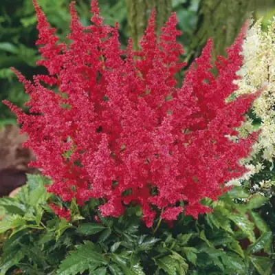 Астильба МОНТГОМЕРИ японская в Слониме