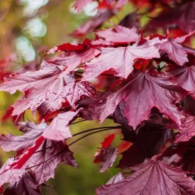 Клен РОЯЛ РЕД остролистный в Слониме