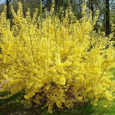 Форзиция ФОРЧУНА в Слониме