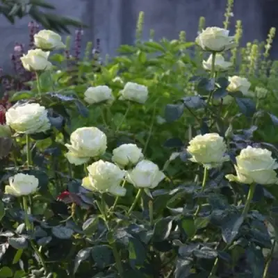 Роза ВАКАНА японская в Слониме