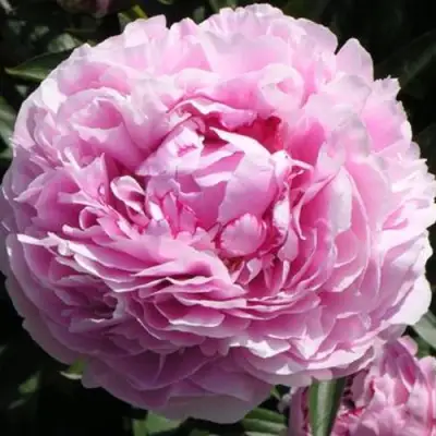 Пион ША-ЛА травянистый в Слониме