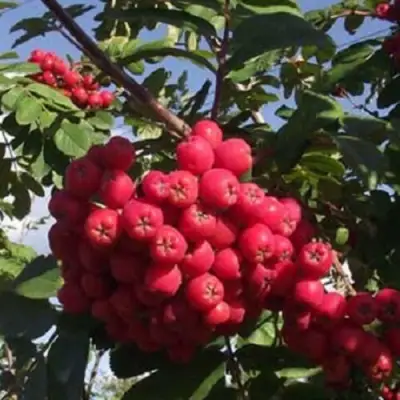 Рябина МОРАВСКАЯ сладкоплодная в Слониме