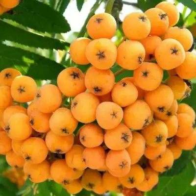 Рябина НЕВЕЖИНСКАЯ ЖЕЛТАЯ сладкоплодная в Слониме