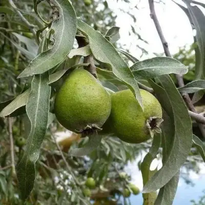 Груша ИВОЛИСТНАЯ в Слониме