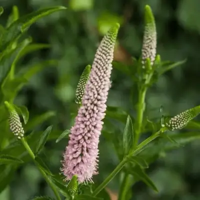 Вероника ФЕСТ ЧОЙС длиннолистная в Слониме