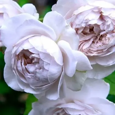 Роза ГРИЗЕЛИС шраб в Слониме