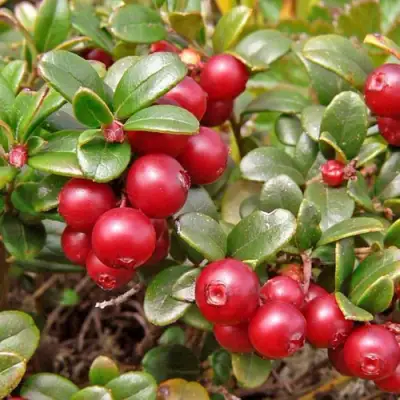 Брусника садовая АМЕРЛАНД в Слониме