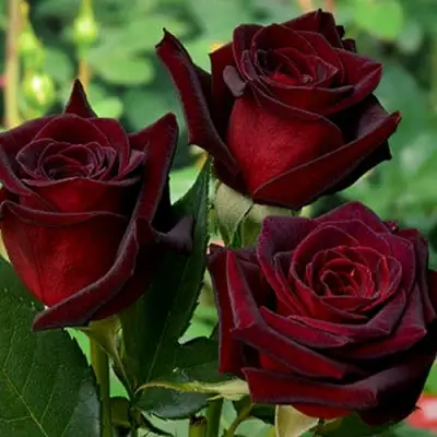 Роза ЧЕРНАЯ МАГИЯ чайно-гибридная в Слониме