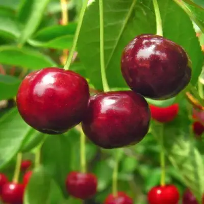 Вишня УЙФЕХЕРТОЙ ФЮРТОШ в Слониме