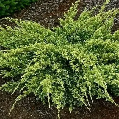 Можжевельник ДРИМ ДЖОЙ чешуйчатый в Слониме
