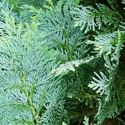 Кипарисовик КОЛУМНАРИС лавсона в Слониме