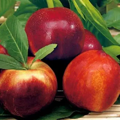 Нектарин СТАРК РЕД ГОЛД в Слониме