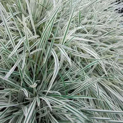 Райграс ВАРИЕГАТТА бульбоносный в Слониме