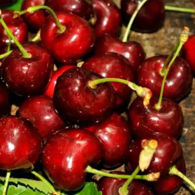 Черешня САММИТ в Слониме