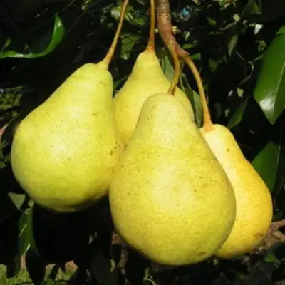 саженцы груши Вилия