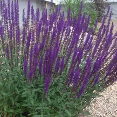 Шалфей КАРАДОНА в Слониме