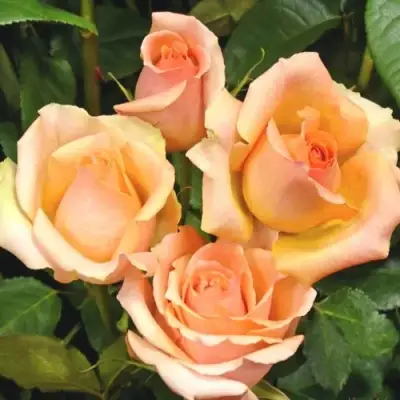 Роза ВЕРСИЛИЯ чайно-гибридная в Слониме