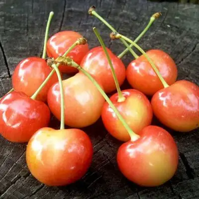 саженцы черешни Юлия