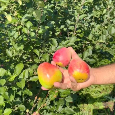 Яблоня КАНДИЛЬ БАГРЯНЫЙ в Слониме