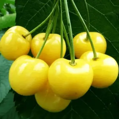 Черешня ПОДСНЕЖНИК в Слониме