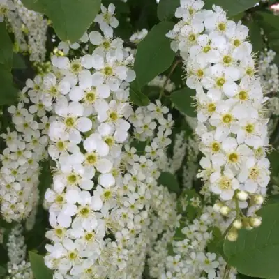 Черемуха САМОПЛОДНАЯ в Слониме