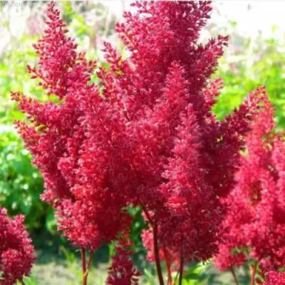 Астильба СКАЙСКРЕЙПЕР китайская в Слониме