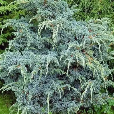Можжевельник БЛЮ АЛЬПС китайский  в Слониме