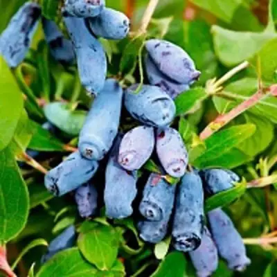 Жимолость съедобная БАКЧАРСКИЙ ВЕЛИКАН в Слониме