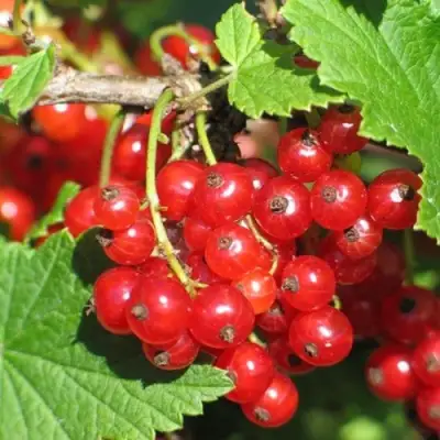 Смородина красная РАЧКОВСКАЯ в Слониме