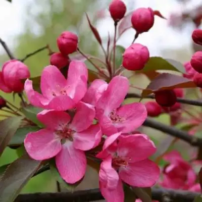 Яблоня РУДОЛЬФ декоративная  в Слониме