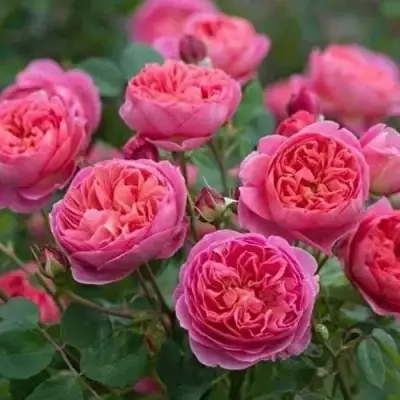 Роза БЕНДЖАМИН БРИТТЕН шраб в Слониме