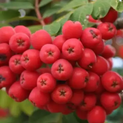 Рябина АЛАЯ КРУПНАЯ сладкоплодная в Слониме