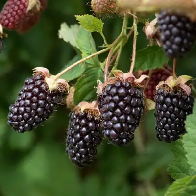 Ежемалина БОЙСЕНБЕРРИ в Слониме